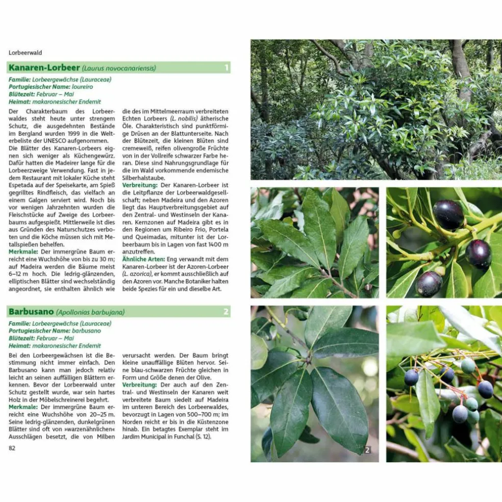 MADEIRAS FLORA - Ratgeber