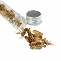 Snack-Insects GRILLON